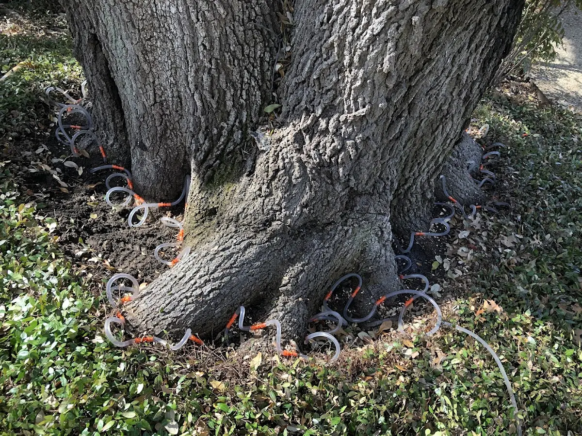 Detailed Tree Cabling and Bracing job site in Albin