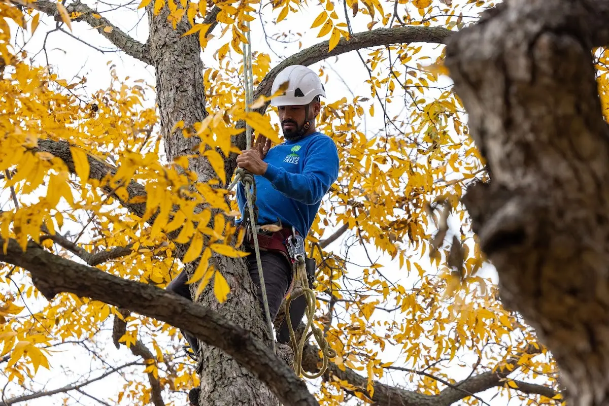 Skilled Storm Damage Cleanup crew working in Albin